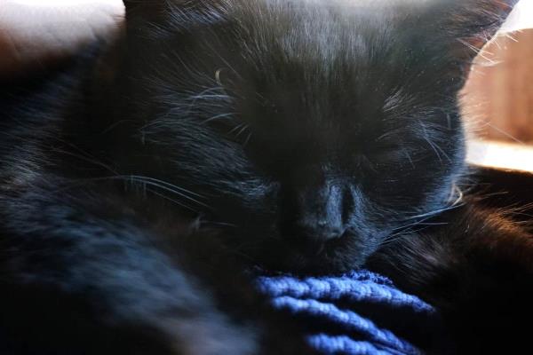 /Images/uploads/Humane Society of Utah/HSU2018/entries/4067thumb.jpg